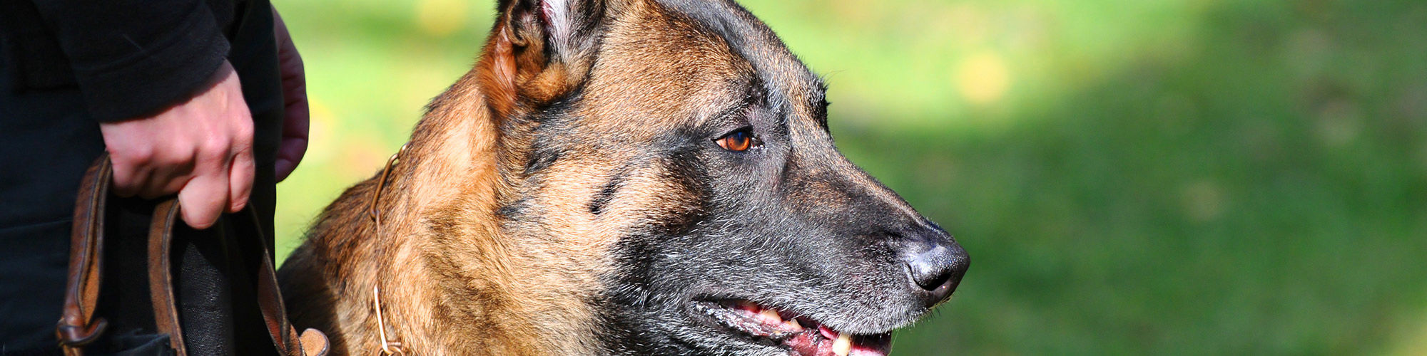 CONTACT SOKKS - pour chien de détection et brigade canine