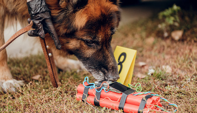 Utilisation sokks - pour chien de détection et brigade cyno